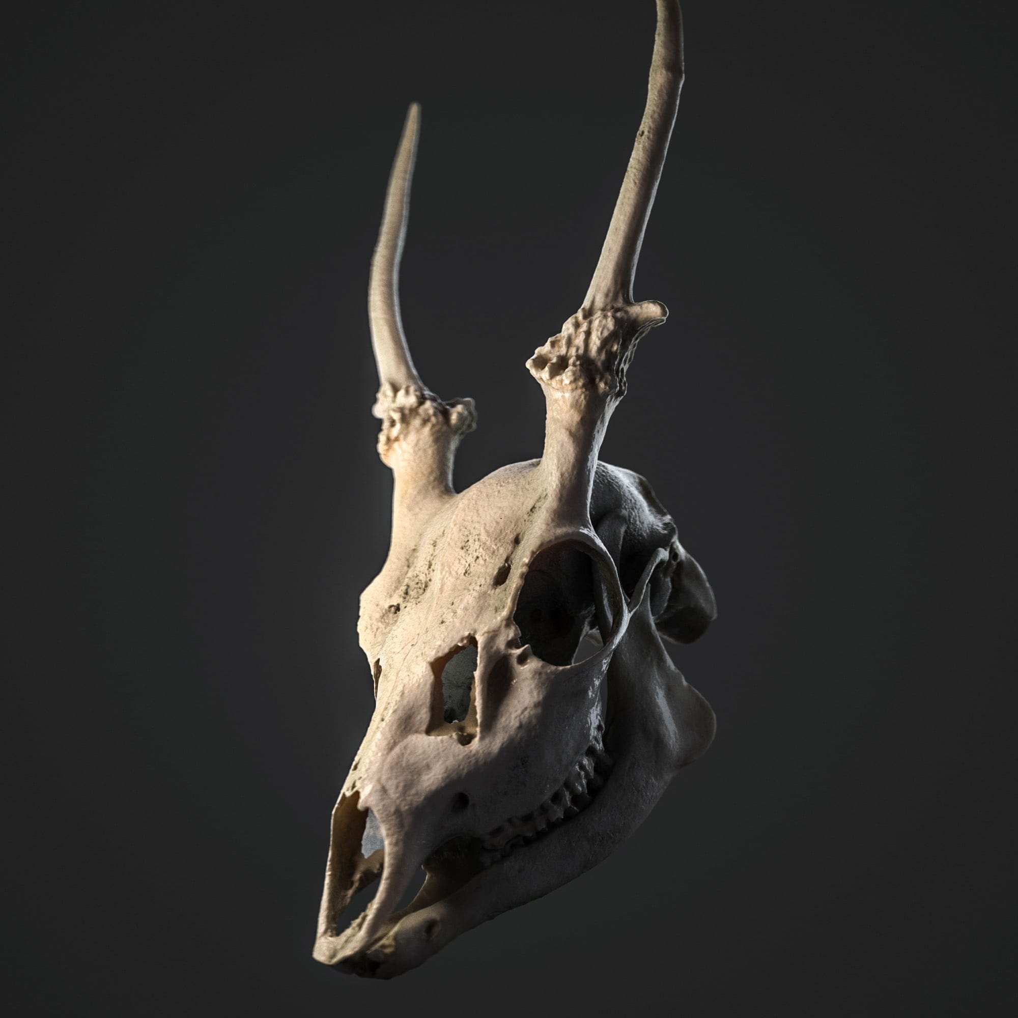 Reh Schaedel, Photogrammetrie, ikonaut