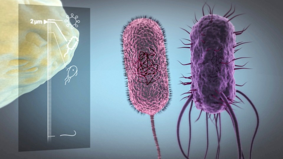 EAWAG Mikroorganismen, trinkwasser, ikonaut