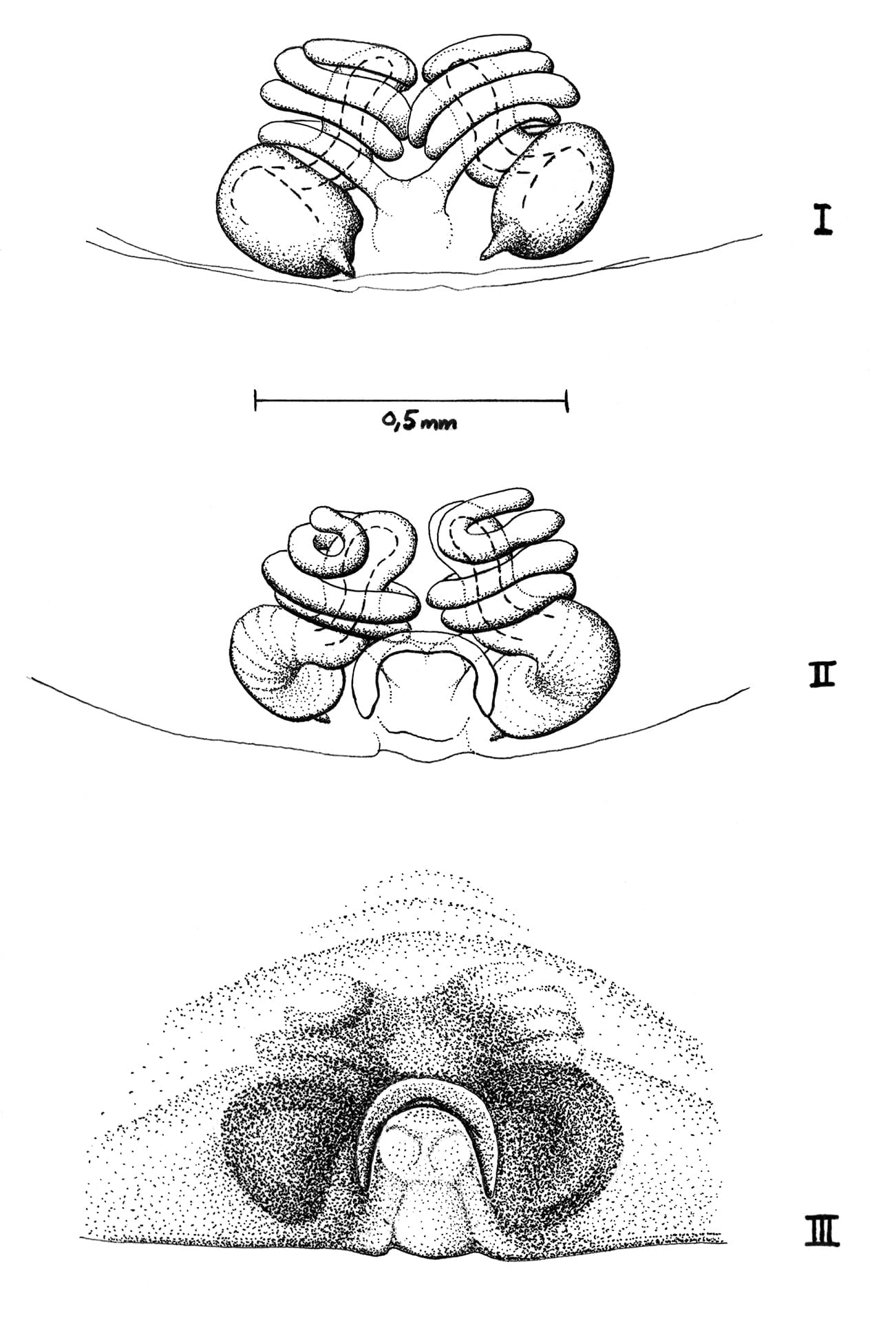 Cheiracanthium Campestre, Spinnenstudien, ikonaut