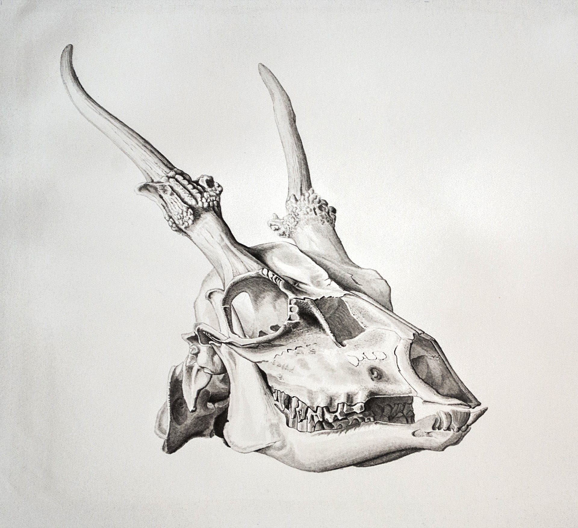 Dammhirschschaedel, Tierstudien, ikonaut