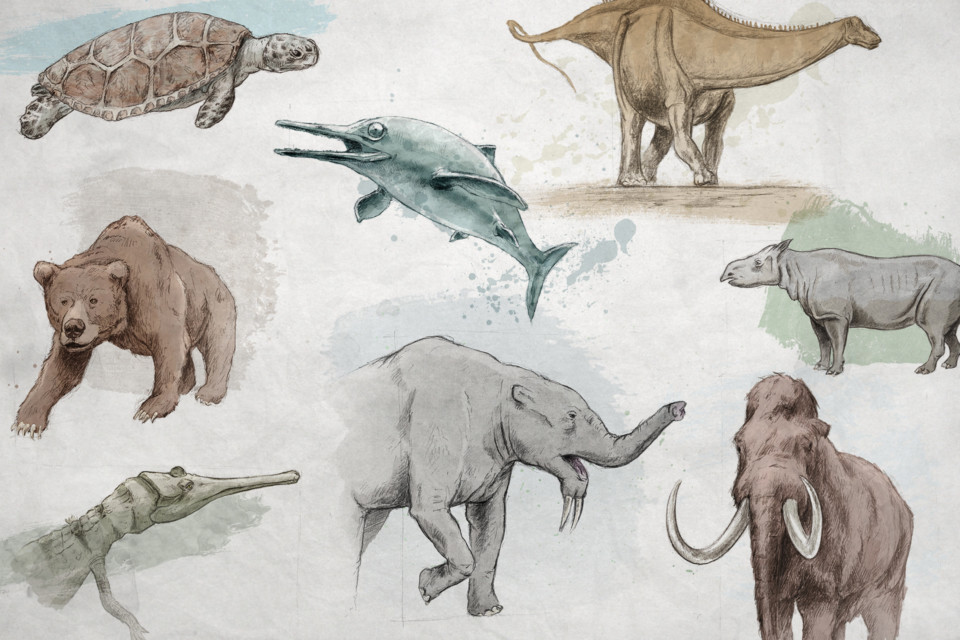 Fossile du Mois, ikonaut