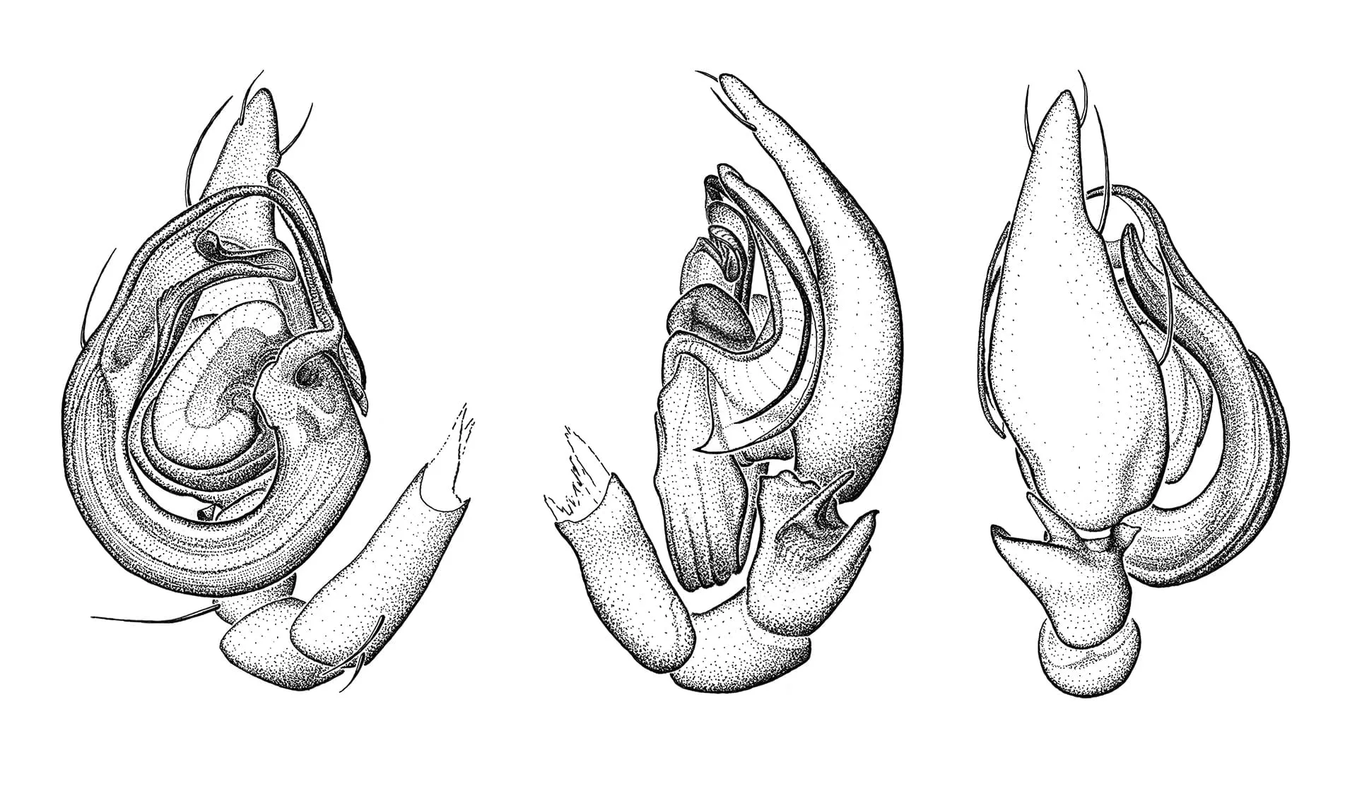 Histopona cf italica, Spinnenstudien, ikonaut