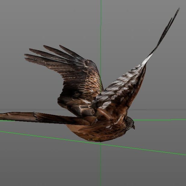 Rotmilan Low Poly Modell 3D, birdly, ikonaut