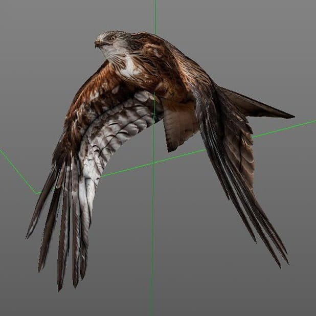 Rotmilan Low Poly Modell 3D, birdly, ikonaut