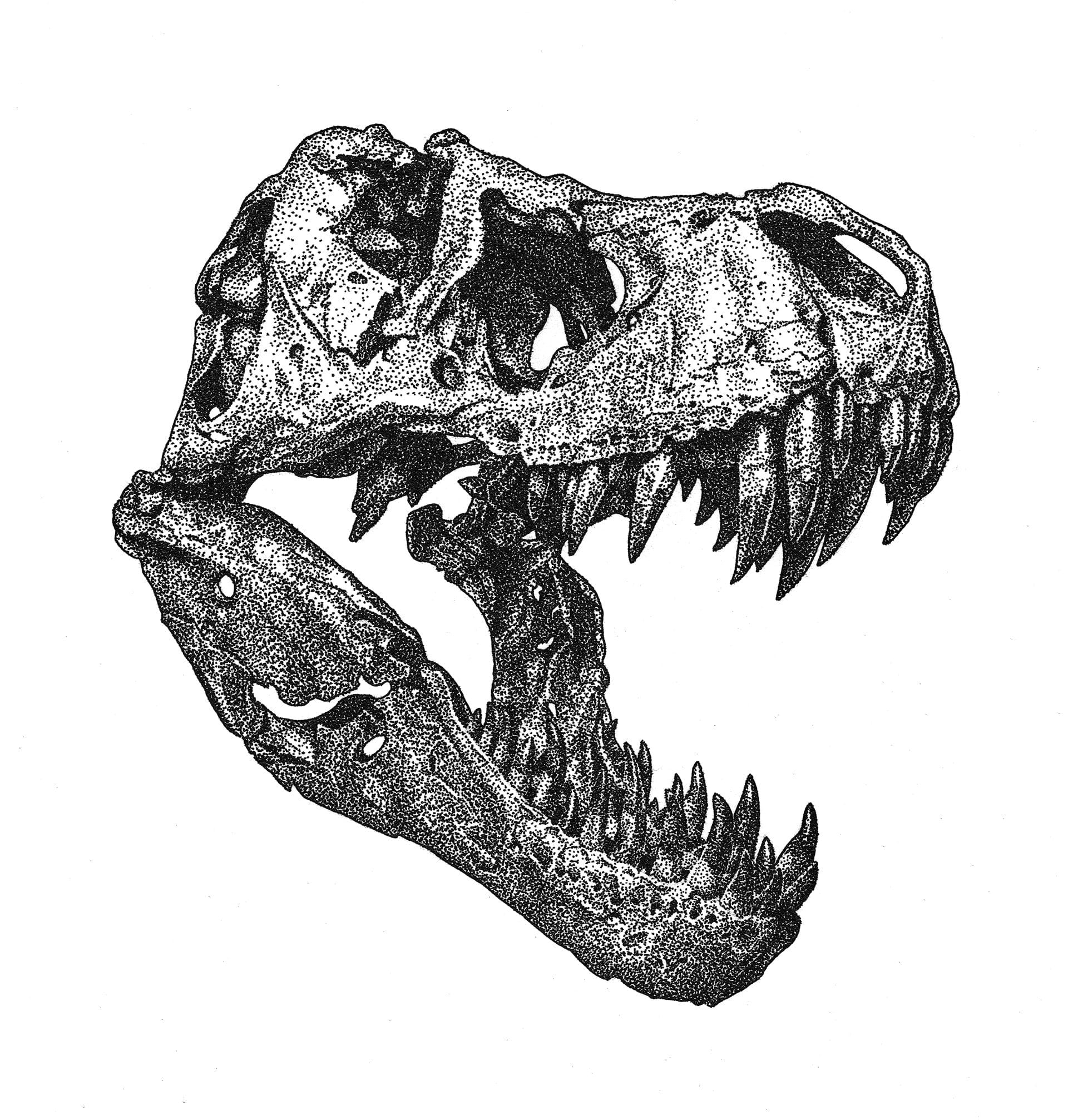 T-Rex Schaedel, Tierstudien, ikonaut