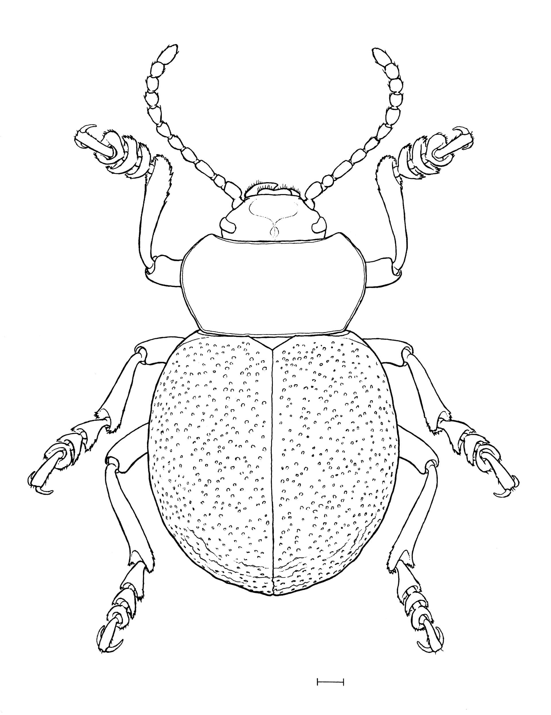 Tatzenblattkaefer, Tierstudien, ikonaut