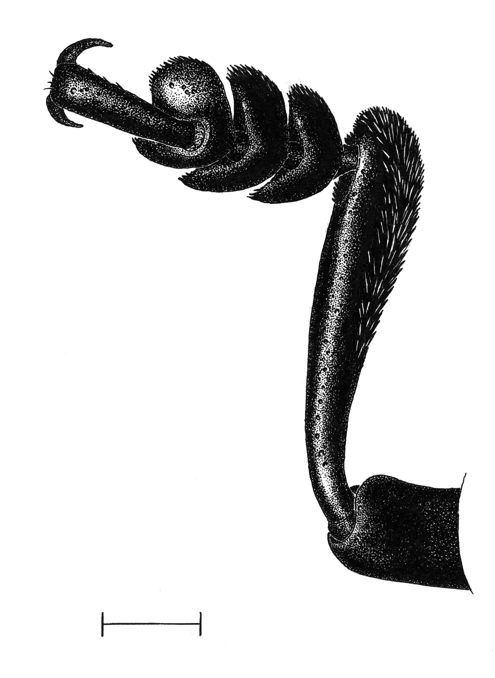 Tatzenblattkaefer Bein, Tierstudien, ikonaut