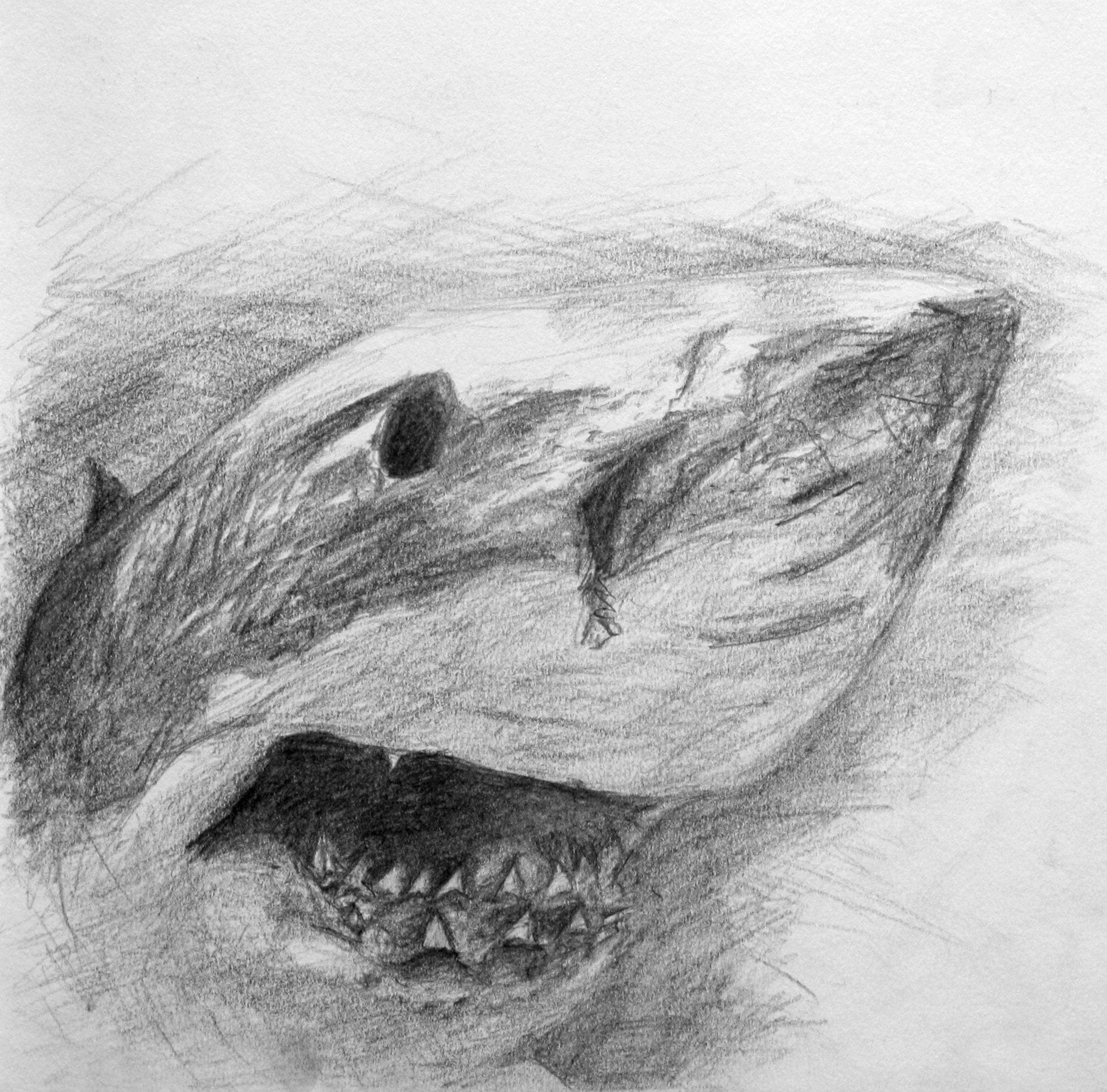 Weisser Hai Skizze, Tierstudien, ikonaut