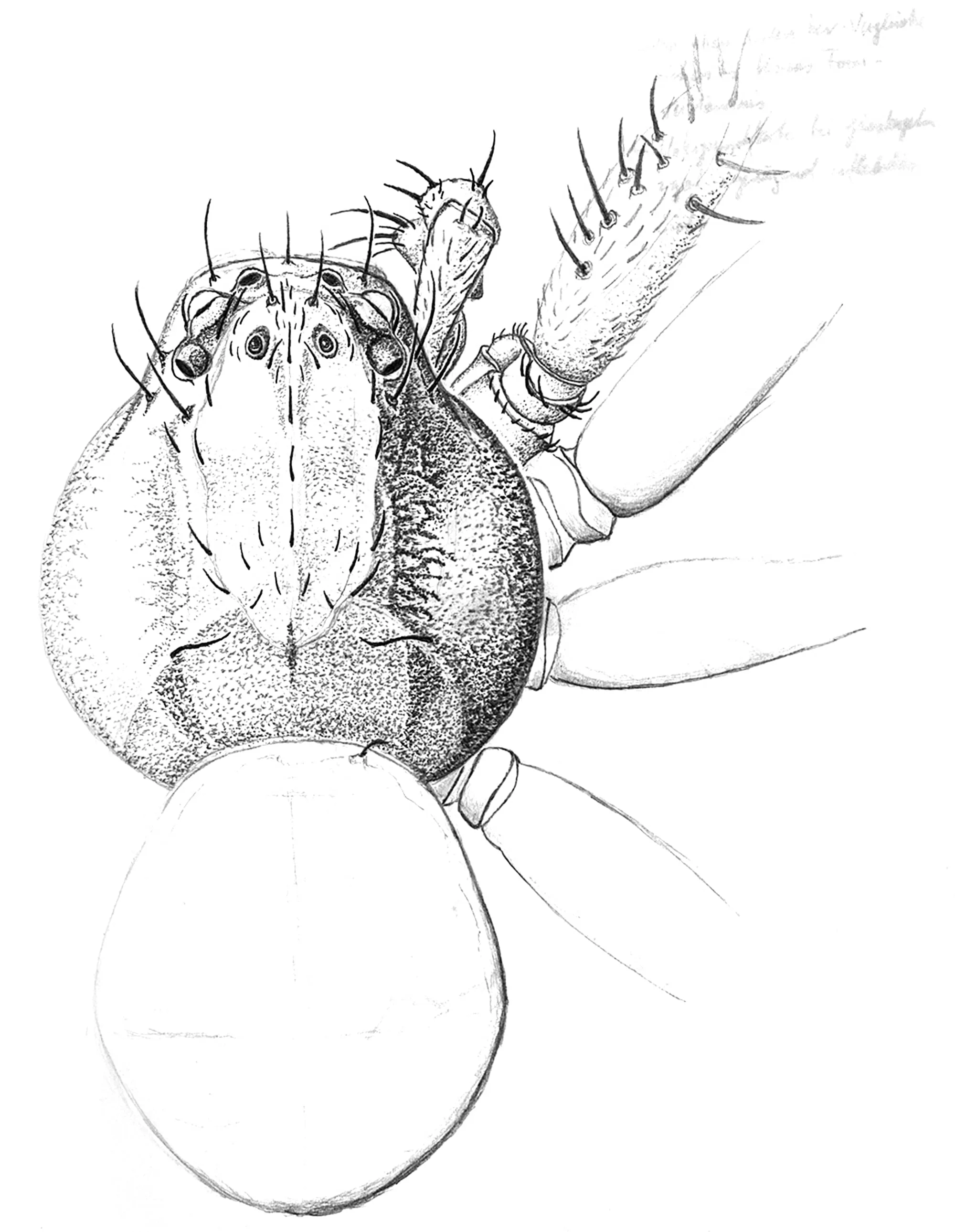 Xysticus, Spinnenstudien, spider studies, ikonaut