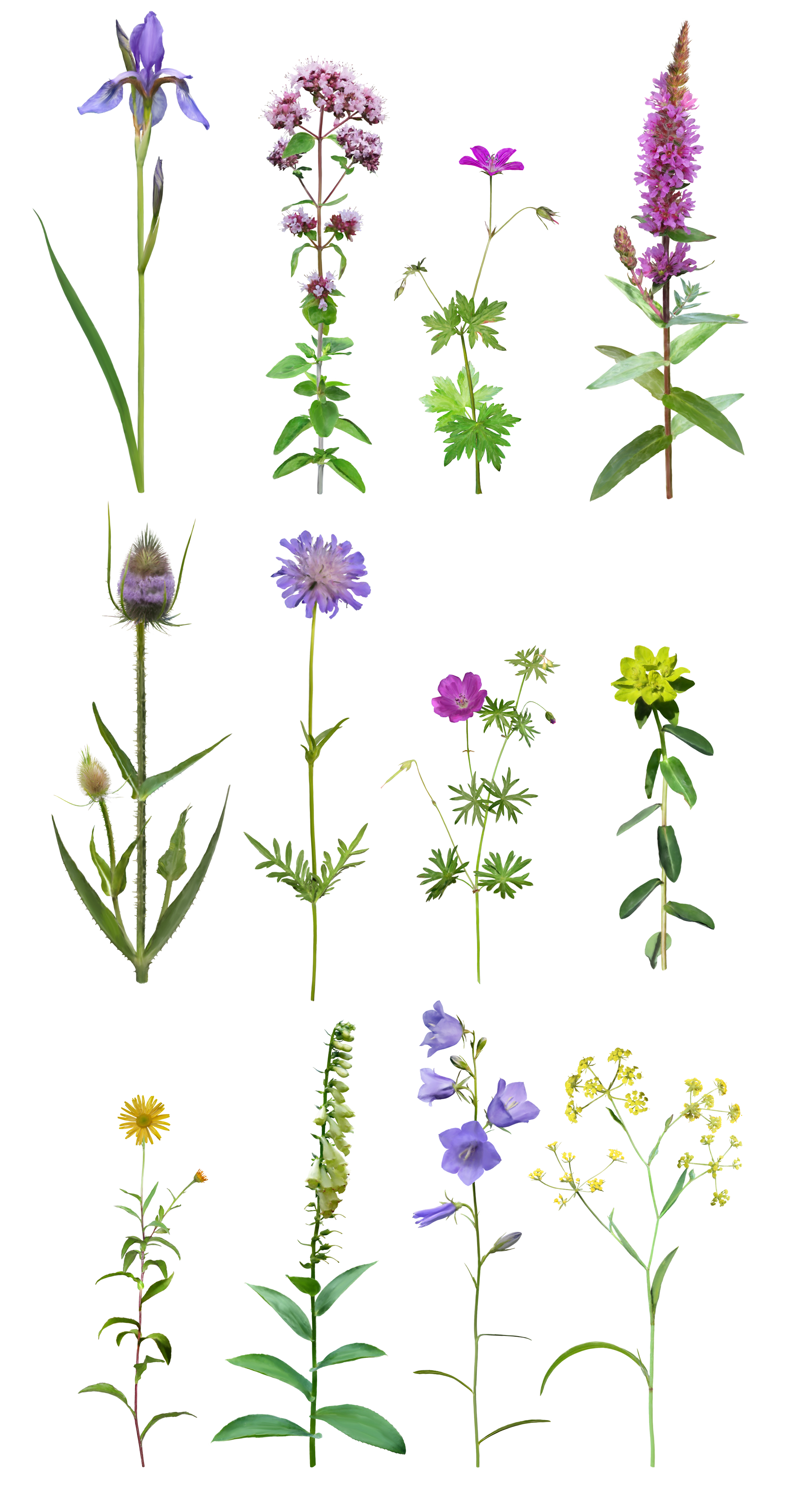 ZHAW Wildstauden Pflanzen Illustration ikonaut